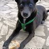 Bobby super adozione del cuore | Foto 5