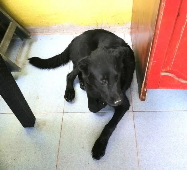 Margot cucciola simil labrador