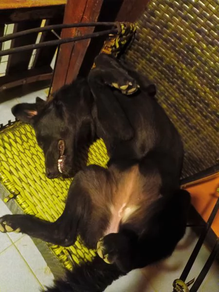 Margot cucciola simil labrador | Foto 2