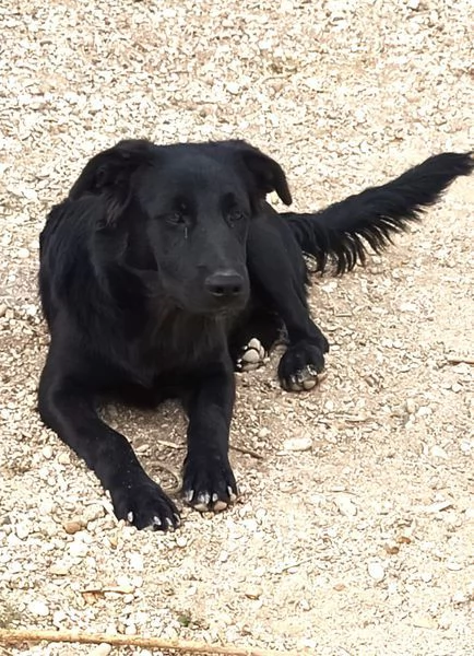 Margot cucciola simil labrador | Foto 1
