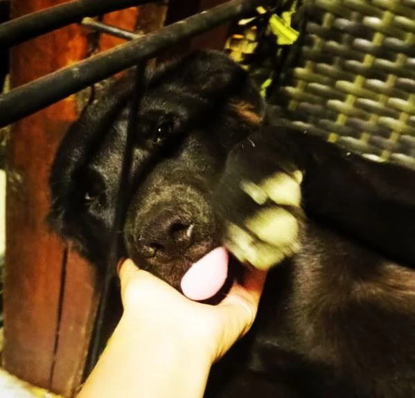 Margot cucciola simil labrador | Foto 0