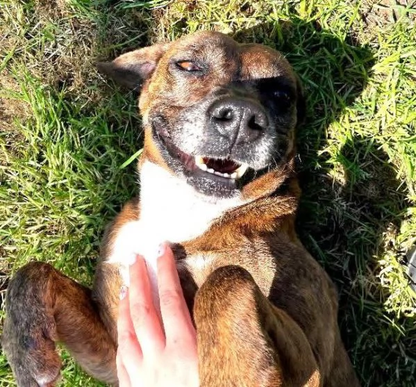 Tellina la cagnolina ideale per tutti  | Foto 6
