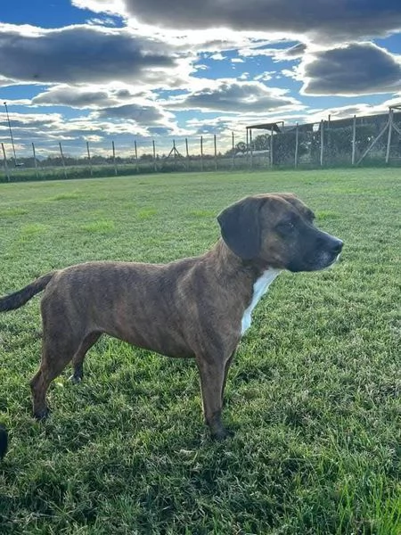 Tellina la cagnolina ideale per tutti  | Foto 5