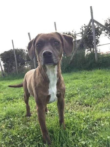 Tellina la cagnolina ideale per tutti  | Foto 4
