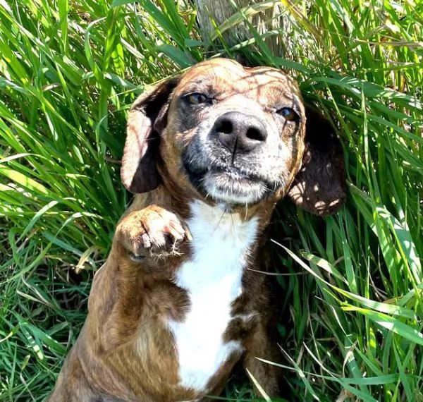 Tellina la cagnolina ideale per tutti  | Foto 3