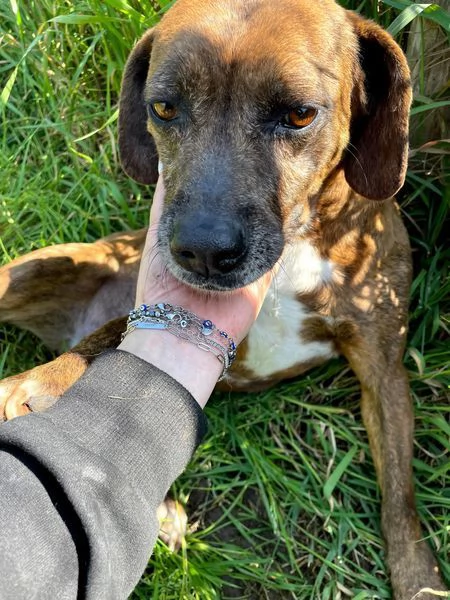 Tellina la cagnolina ideale per tutti  | Foto 2