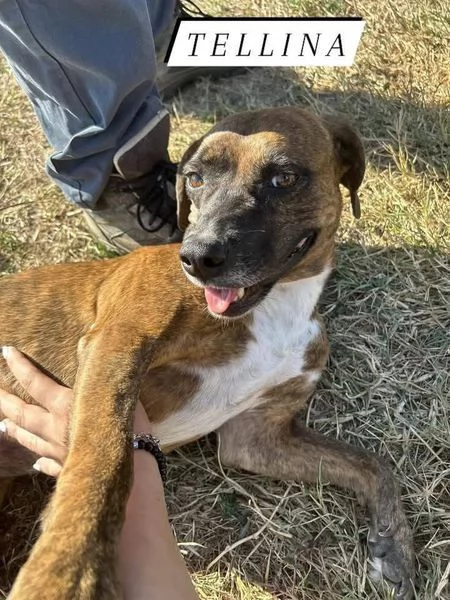 Tellina la cagnolina ideale per tutti 