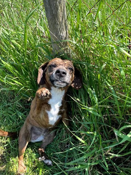 Tellina la cagnolina ideale per tutti  | Foto 1