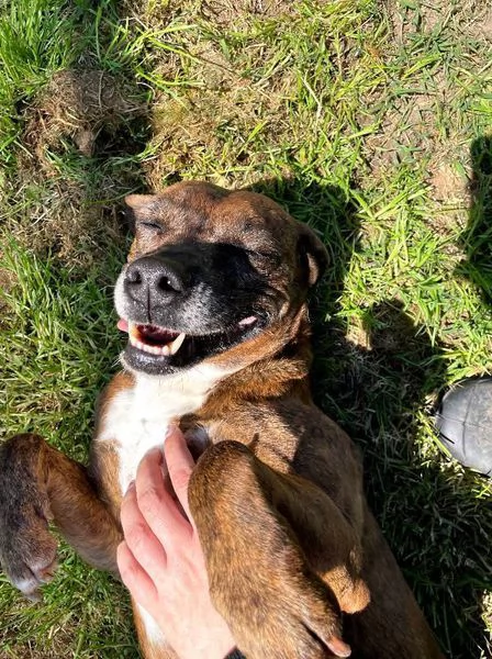 Tellina la cagnolina ideale per tutti  | Foto 0