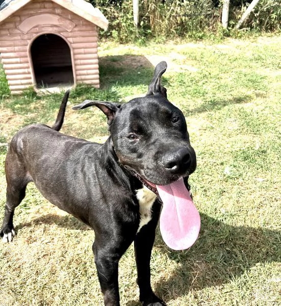 The King Il re nero  | Foto 4