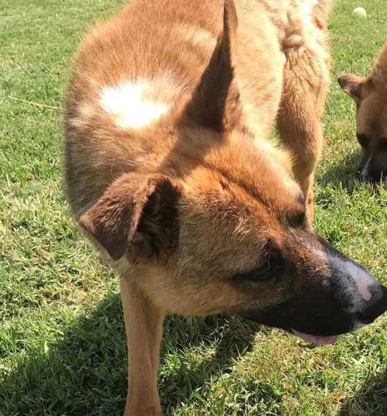 VAN cucciolone con una stella sul dorso | Foto 6