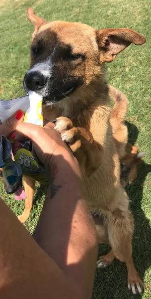 VAN cucciolone con una stella sul dorso | Foto 5