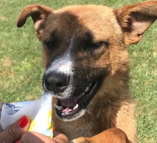 VAN cucciolone con una stella sul dorso