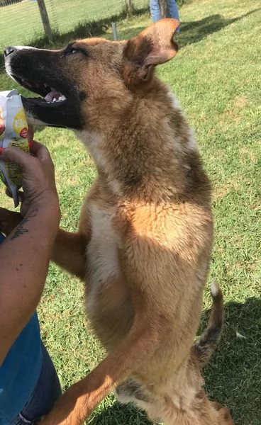 VAN cucciolone con una stella sul dorso | Foto 0
