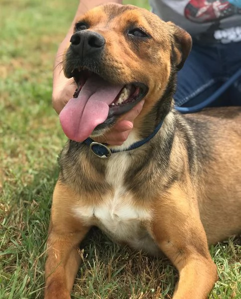 Mango il cagnolino che si mette in posa | Foto 6