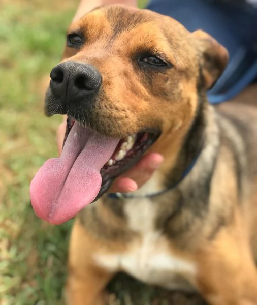 Mango il cagnolino che si mette in posa | Foto 5