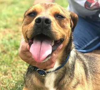 Mango il cagnolino che si mette in posa