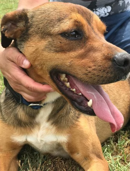 Mango il cagnolino che si mette in posa | Foto 4