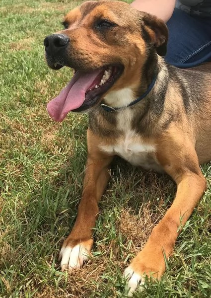 Mango il cagnolino che si mette in posa | Foto 3