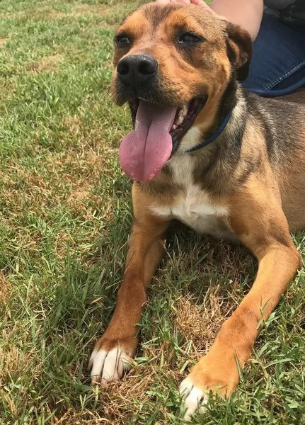 Mango il cagnolino che si mette in posa | Foto 2