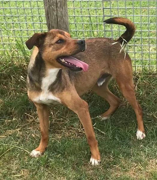 Mango il cagnolino che si mette in posa | Foto 1
