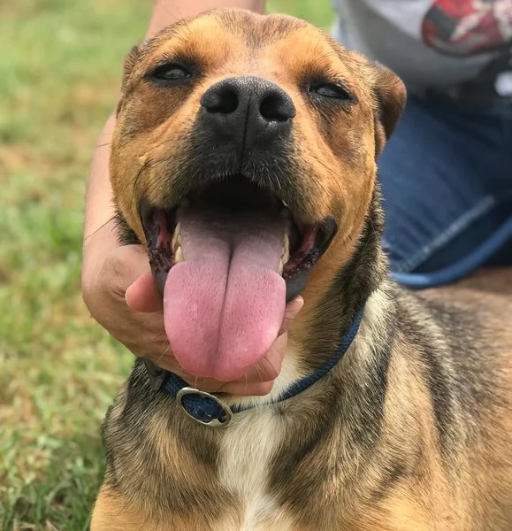 Mango il cagnolino che si mette in posa | Foto 0