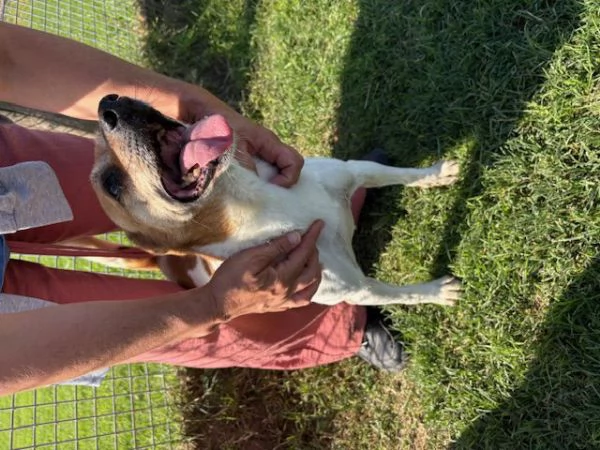 Tic derivato jack russell | Foto 5