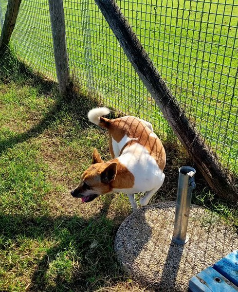Tic derivato jack russell | Foto 0