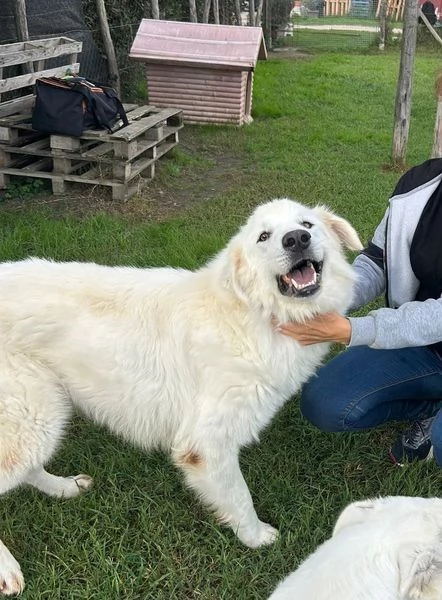 Spartaco dal manto candido | Foto 6