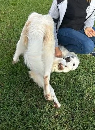 Spartaco dal manto candido | Foto 5