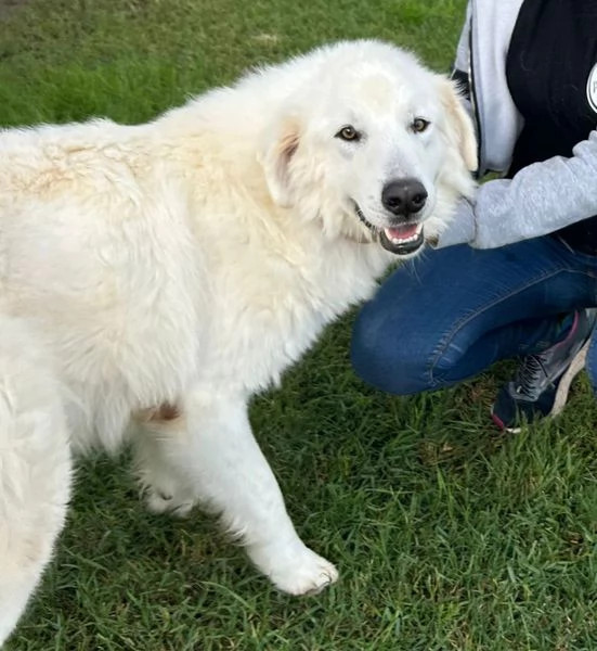 Spartaco dal manto candido | Foto 4