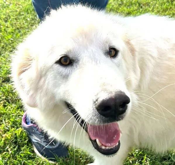 Spartaco dal manto candido