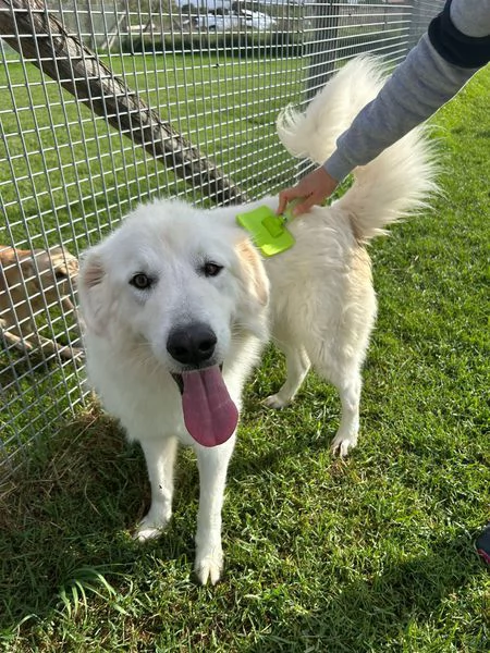 Spartaco dal manto candido | Foto 1