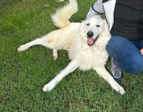 Spartaco dal manto candido | Foto 0