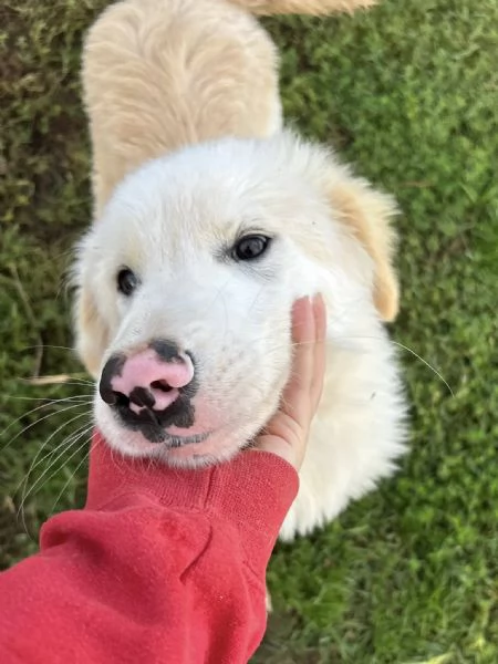 CESARE cucciolo dal tartufo maculato