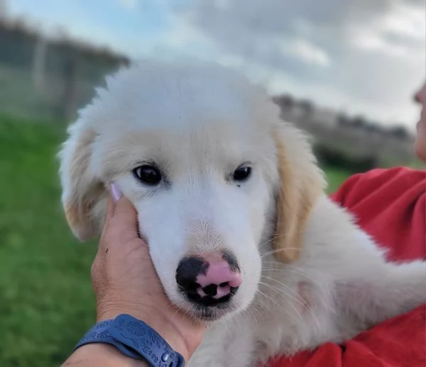 CESARE cucciolo dal tartufo maculato | Foto 6