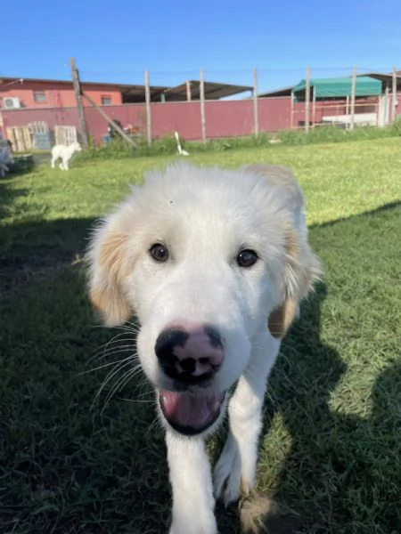 CESARE cucciolo dal tartufo maculato | Foto 5
