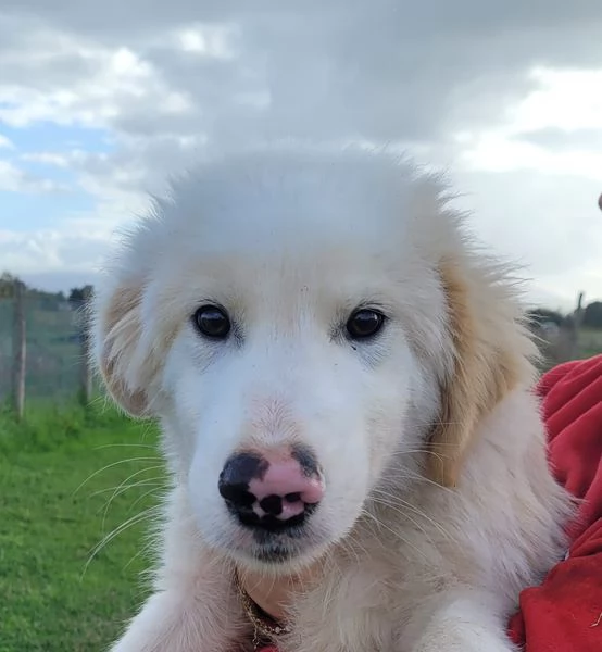 CESARE cucciolo dal tartufo maculato | Foto 4