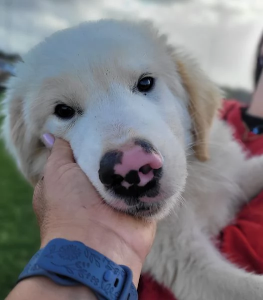 CESARE cucciolo dal tartufo maculato | Foto 3