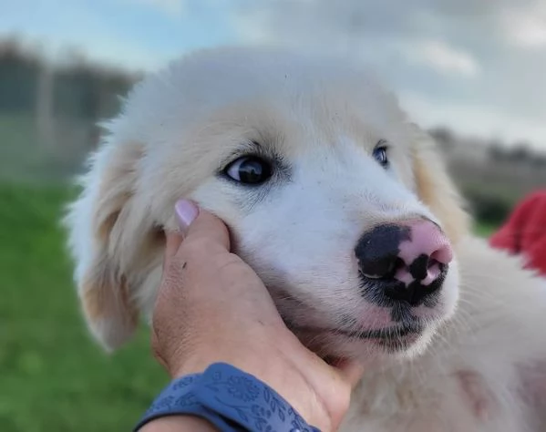 CESARE cucciolo dal tartufo maculato | Foto 2