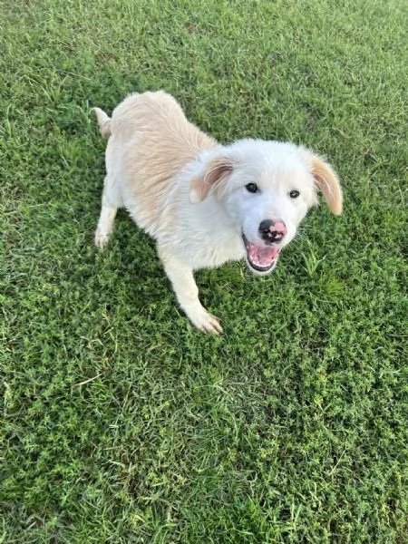 CESARE cucciolo dal tartufo maculato | Foto 1