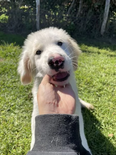 CESARE cucciolo dal tartufo maculato | Foto 0