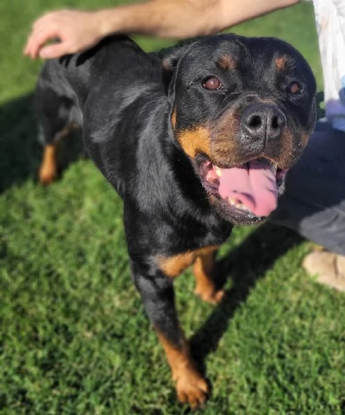 Beverly straordinaria Rottweiler | Foto 4
