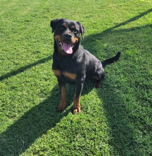 Beverly straordinaria Rottweiler | Foto 3