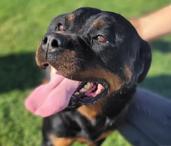 Beverly straordinaria Rottweiler