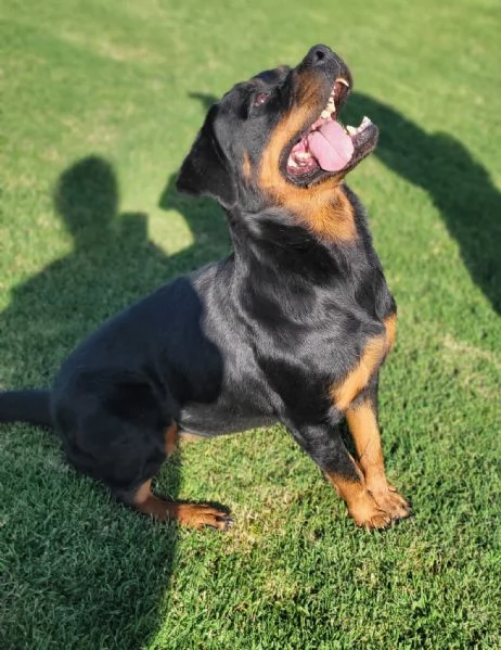 Beverly straordinaria Rottweiler | Foto 1