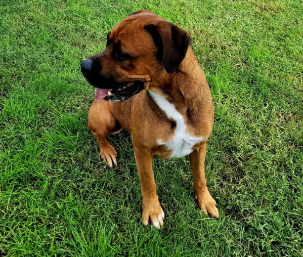 Caterina boxer di color fulvo | Foto 6