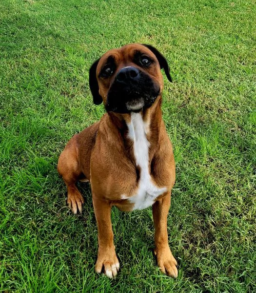 Caterina boxer di color fulvo | Foto 5