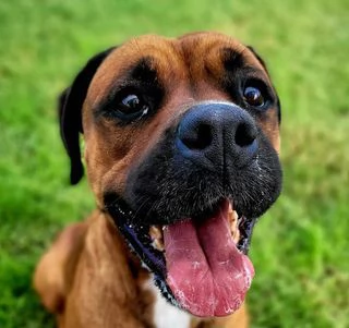 Caterina boxer di color fulvo | Foto 4