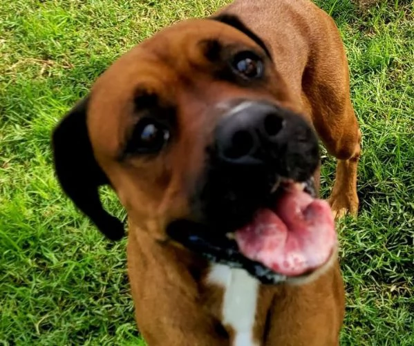 Caterina boxer di color fulvo